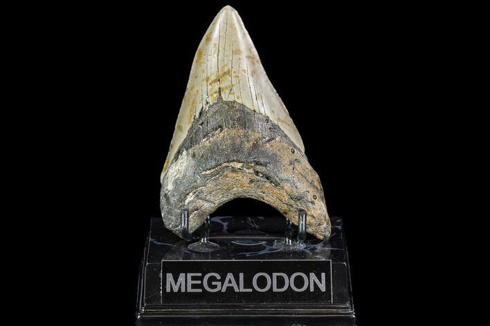 Fossil Megalodon Tooth - North Carolina #108884